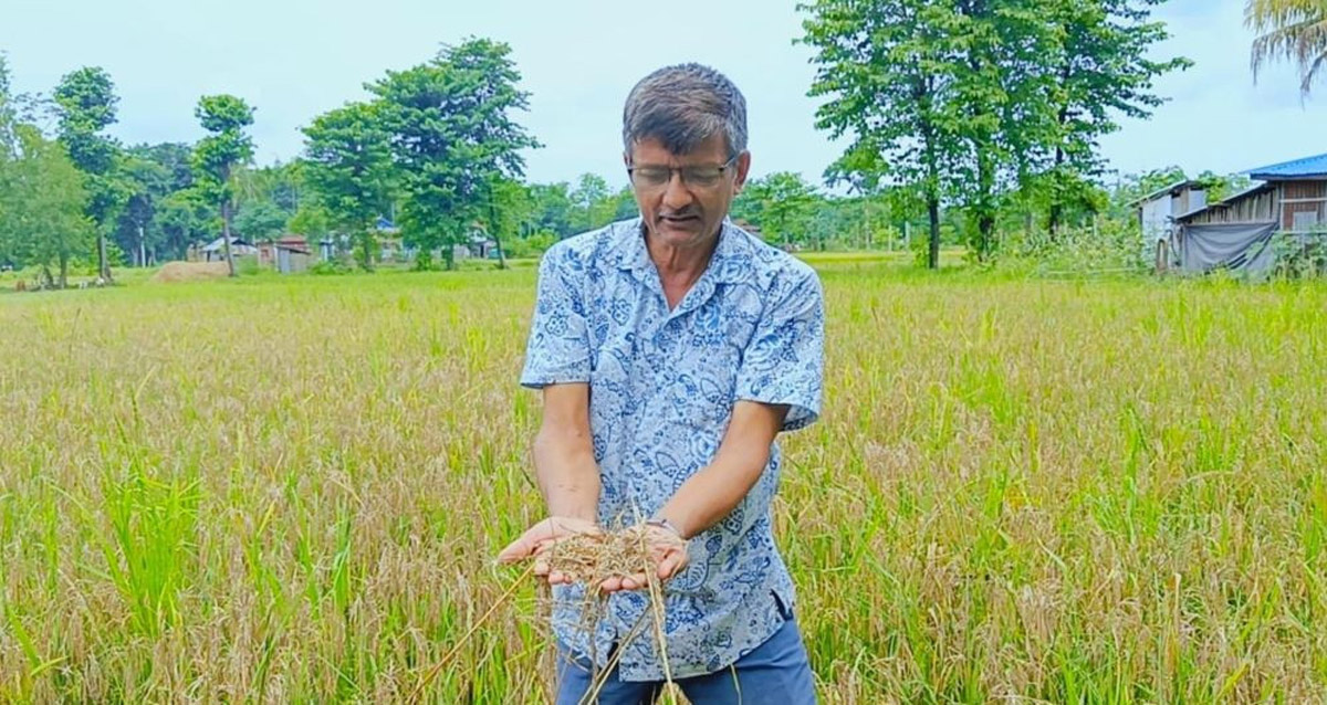 तराईका ६ जिल्लामा जलवायुमैत्री धान खेती परियोजना सञ्चालन हुने, कोइकाको हालसम्मकै ठूलो परियोजना