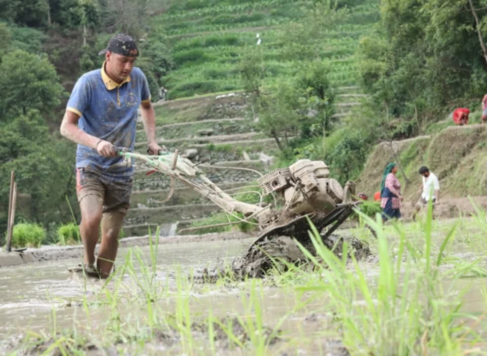 समयमा मनसुन सक्रिय नहुँदा लुम्बिनी प्रदेशमा रोपाइँ ढिलो सुरु, अपेक्षाकृत रोपाइँ हुनसकेन