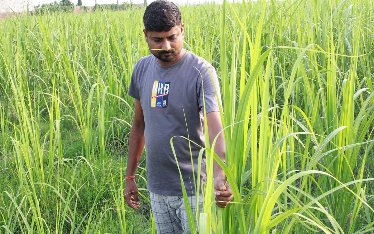 उखुखेतीबाट वार्षिक ८ लाख आम्दानी गर्दै विवेककुमार महतो