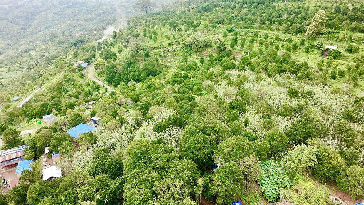 तनहुँमा १५७ रोपनीमा सुन्तलाखेती विस्तार