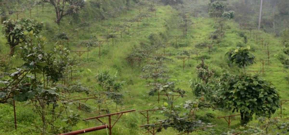 भोजपुरको श्यामशिलाका  किसान व्यावसायिक किवीखेतीतर्फ आकर्षण बढ्दो
