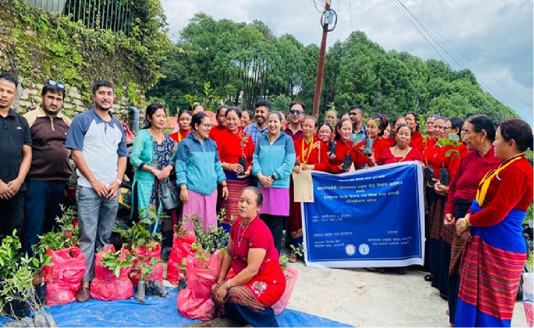 स्वावलम्बन लघुवित्त वित्तद्वारा वातावरण मैत्री स्वावलम्बन नमूना गाउँ विकास गर्ने फलफूलका बिरुवा वितरण