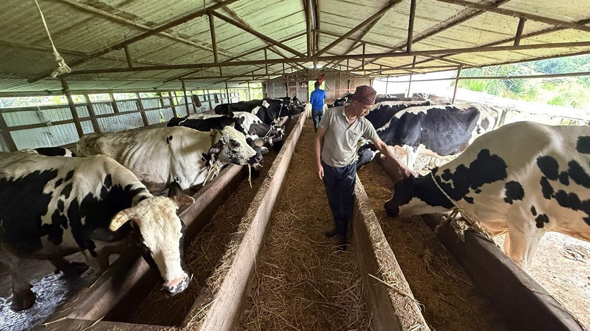 गाउँमै गाईपालन गरेर आचार्यले गर्छन मासिक तीन लाखभन्दा बढी आम्दानी