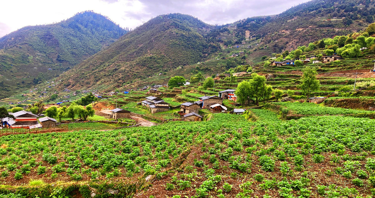 ढोरपाटनमा आलु भित्र्याउने चटारो, किसानहरू बारीमै व्यस्त