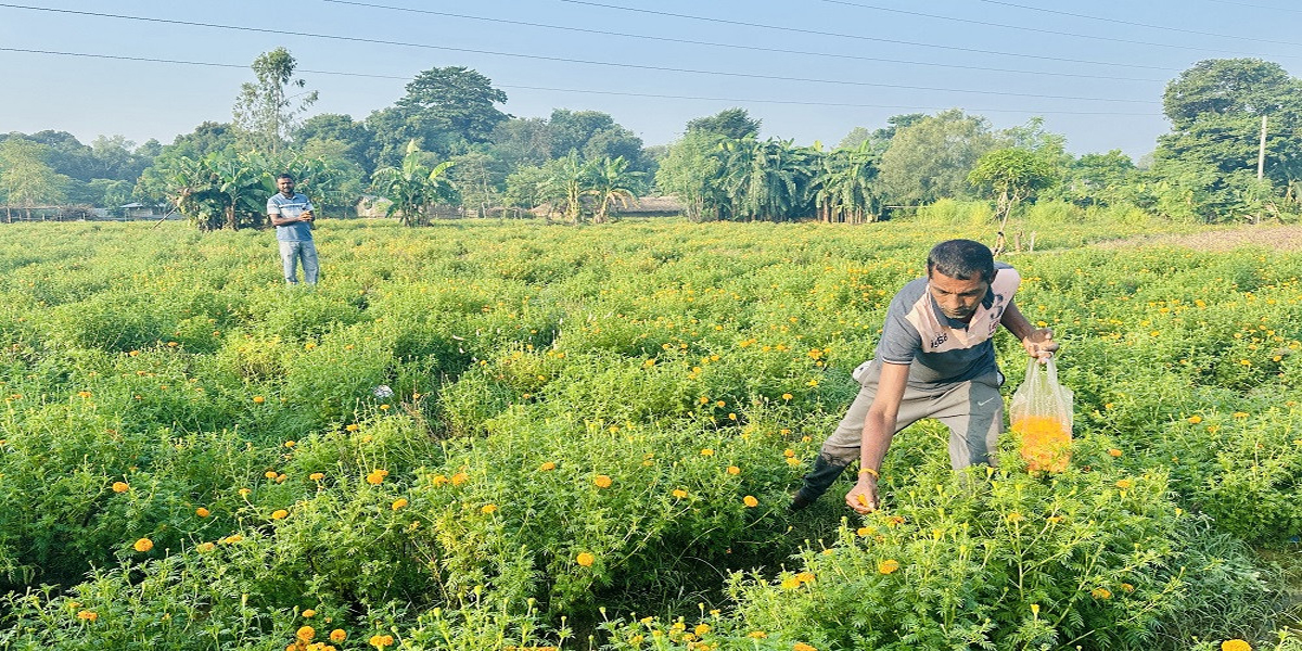 फूल व्यवसायबाट गाउँमै लाखौँ कमाइ गर्छन् लहानका शिवजी