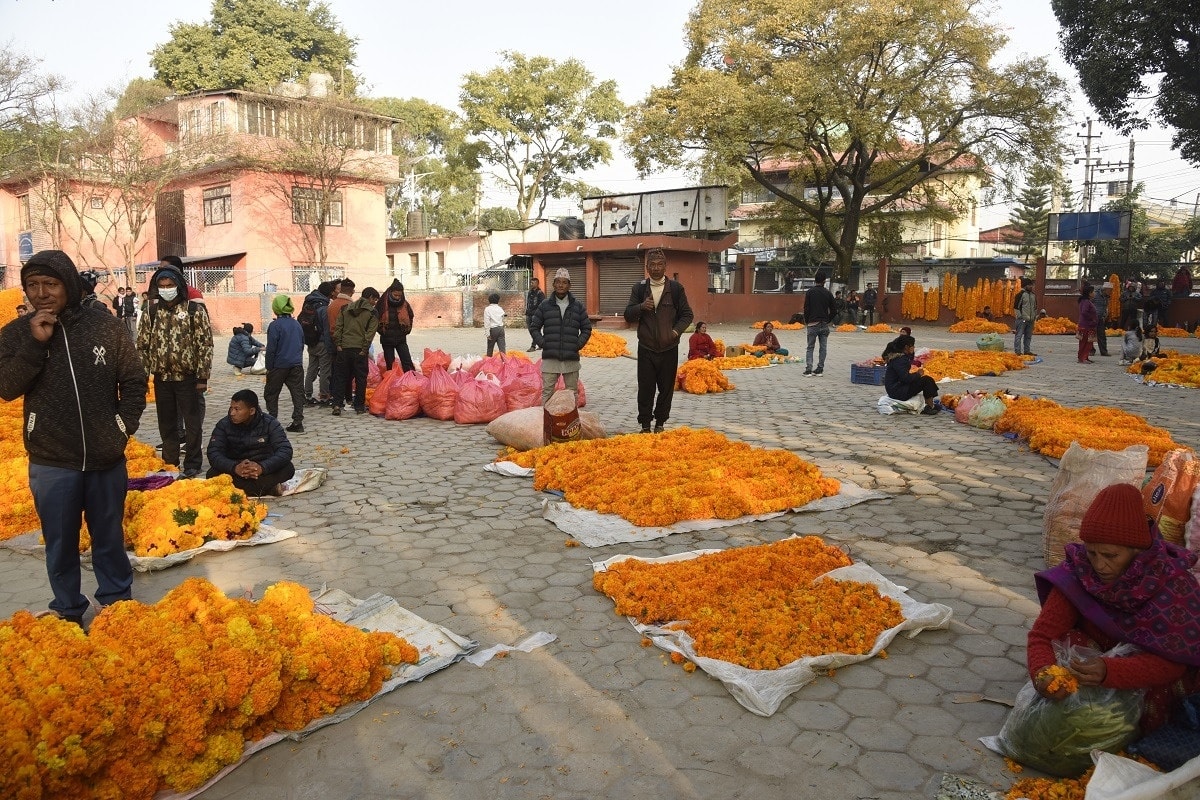 तिहारमा स्वदेशी फूलको प्रवर्द्धन गर्न काठमाडौं महानगरको पहल: ३२ स्थानमा फूलमाला बिक्रीका लागि व्यवस्था