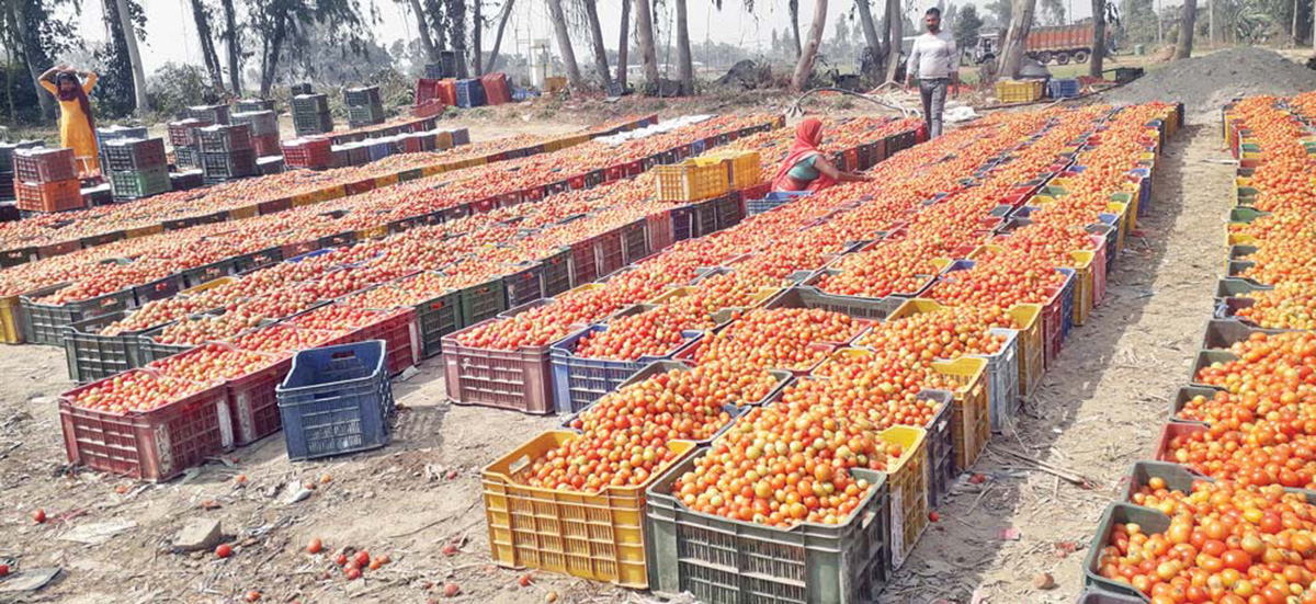गोलभेँडा–काउलीको भाउ आकासिदा किसानमा खुशियाली, उपभोक्ता मारमा