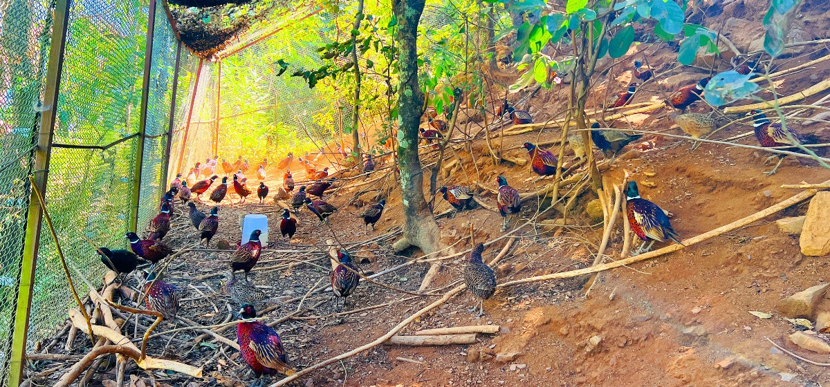 कँडेलको कालिज फार्म : रहरबाट ५० लाखको व्यवसाय