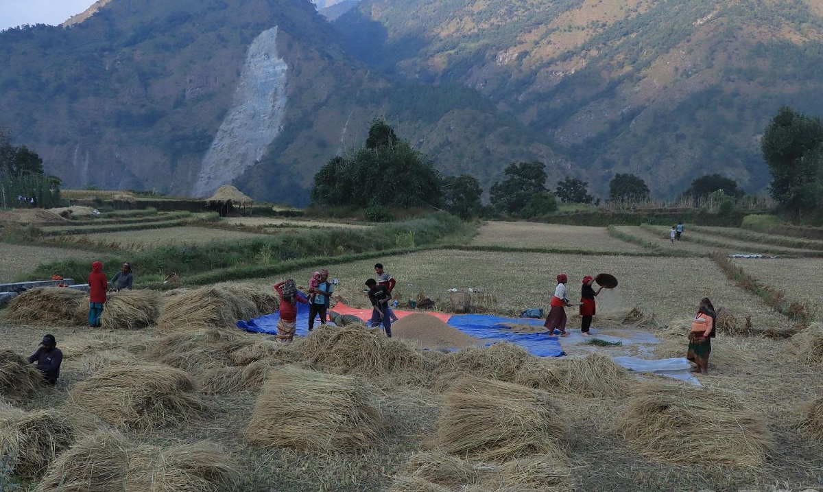 म्याग्दीमा धान उत्पादन बढ्यो