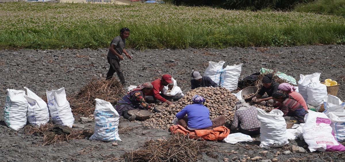 मुस्ताङमा ६२ करोडको ८२ लाख रुपैयाँभन्दा बढीको आलु उत्पादन