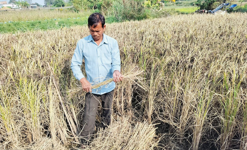 धानको रैथाने जात संरक्षण गर्दै बाँकेका गंगानारायण