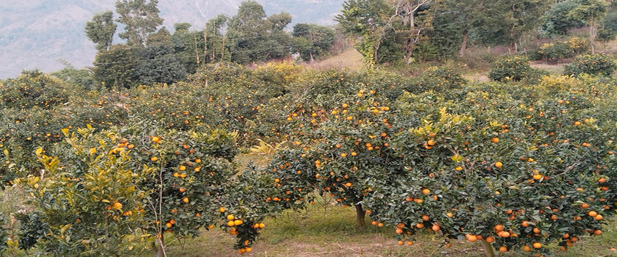 रामेछापमा जुनार बिक्री तिव्र, किसान उत्साहित