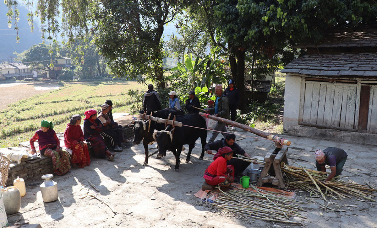 मंगाला गाउँपालिकामा अझै छ कोलमा उखु पेल्ने चलन