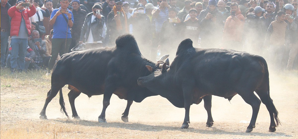 नुवाकोटको तारुका, वेत्रावतीलगायत स्थानमा गोरु जुधाई प्रतिस्पर्धा