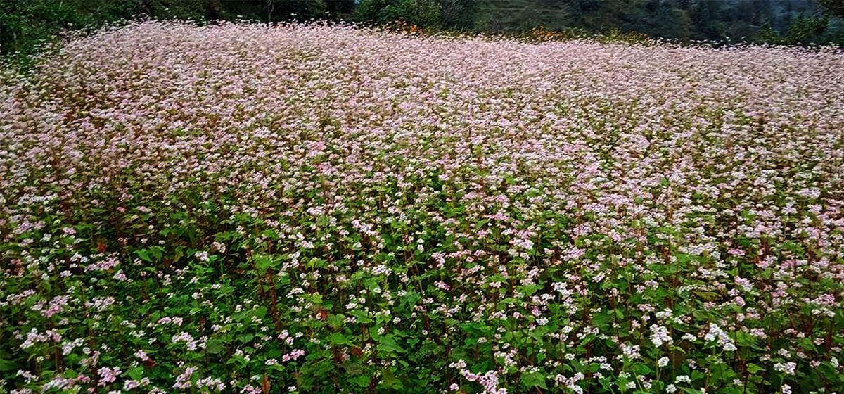 बाँझो जमिन उपयोग गरेर फलाइयो तिते फापर, रैथाने बाली प्रवर्द्धनमा सहयोग