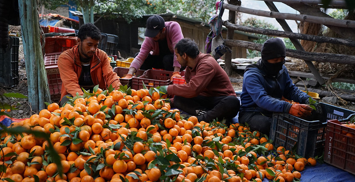 तनहुँ  म्याग्देका किसानले सुन्तला बिक्रीबाट गरे ९० लाख आम्दानी