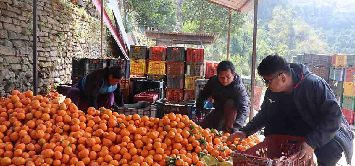 किसान विकास श्रेष्ठले सुन्तला बेचेर गरे २० लाख आम्दानी