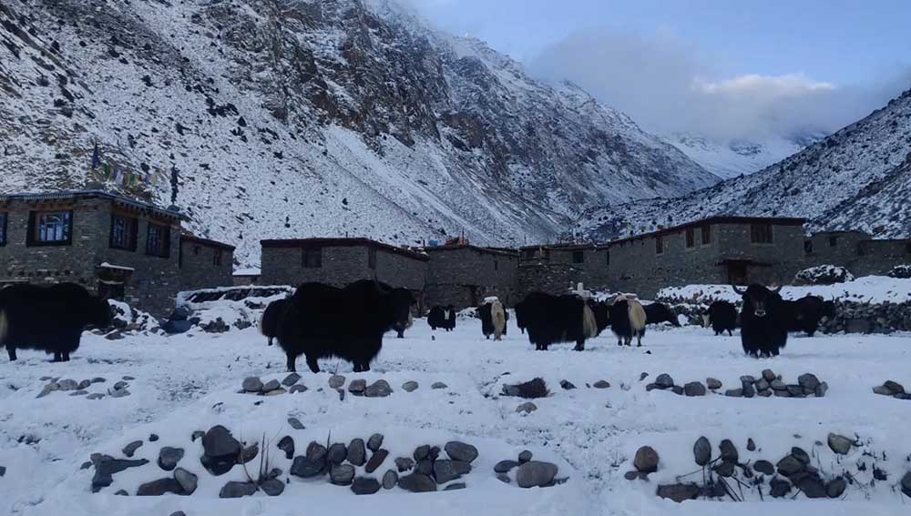 लिमी भ्यालीमा चिसो अत्यधिक, तापक्रम माइनस १० डिग्री सेल्सियस