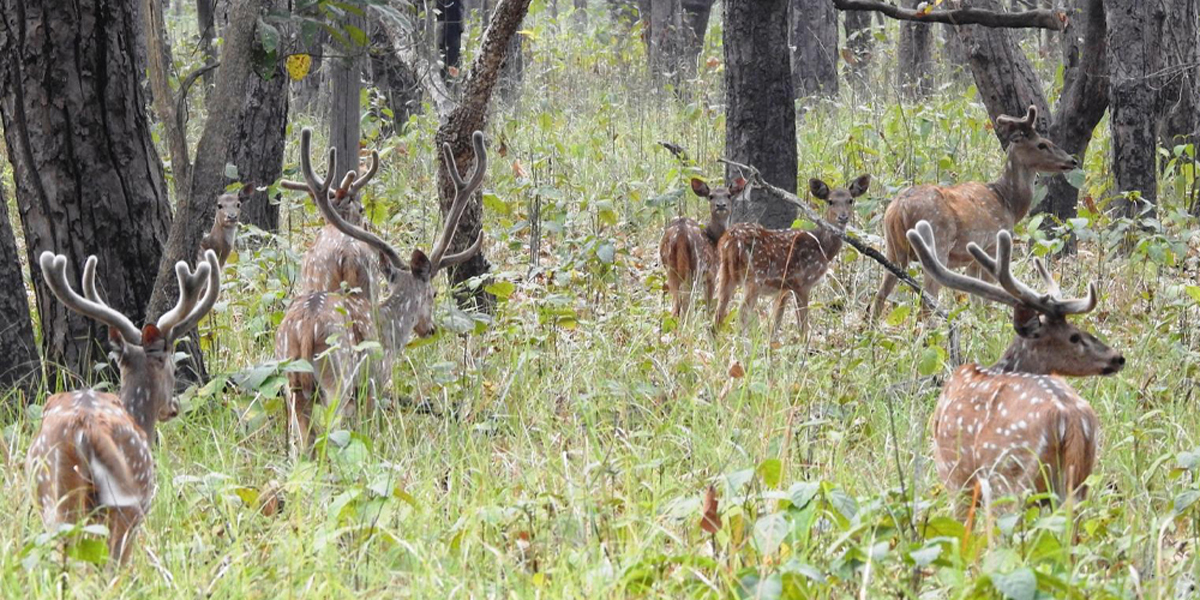 छ महिनामा दुई हजार छ सय पर्यटकले गरे शुक्लाफाँटा भ्रमण