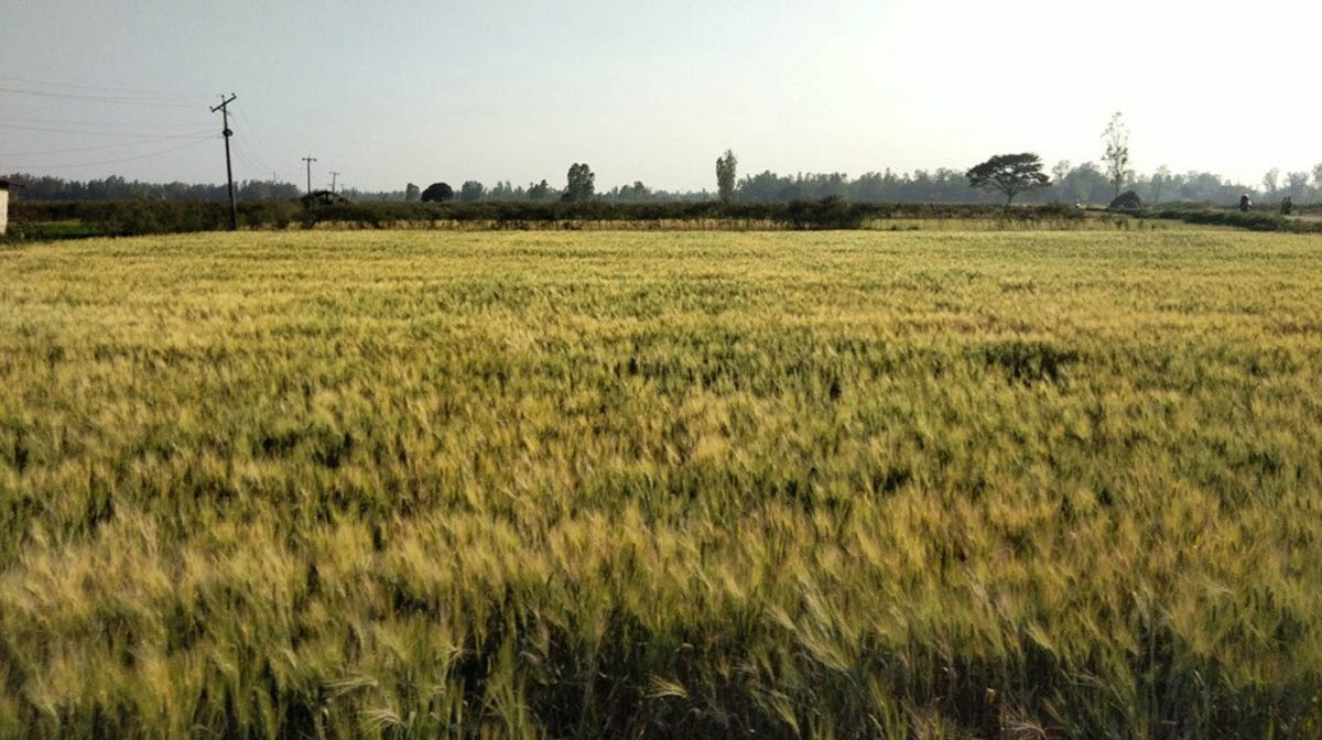 कञ्चनपुरमा सिँचाइ क्षेत्र विस्तार भएसँगै गहुँ उत्पादनमा वृद्धि, एक लाख छ हजार ११४ मेट्रिक टन गहुँ उत्पादन