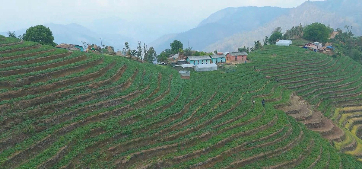 आलुखेतीबाट आत्मनिर्भर बन्दै किसान