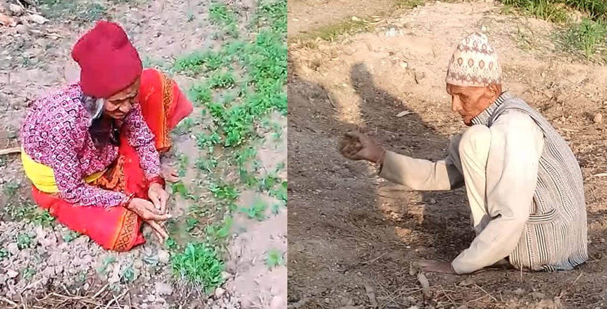 कृषि कर्ममा छोरा नातीलाई चुनौति दिने बयोबृद्ध राउत दम्पत्ती, मेहनत र समाजसेवाको बने प्रेरणादायी उदाहरण