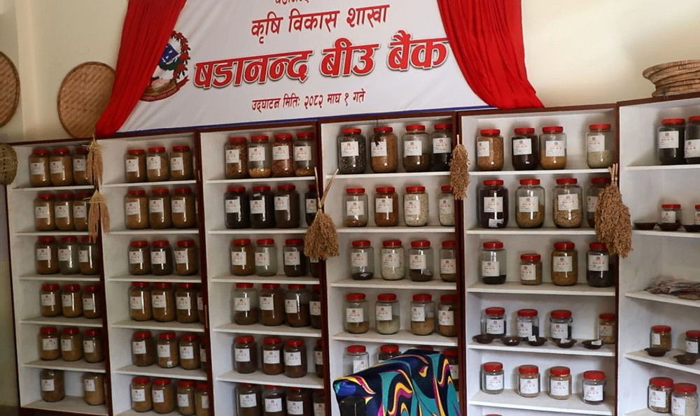 बीउ बैंकमार्फत रैथाने बाली संरक्षणमा जुट्दै ‘षडानन्द’
