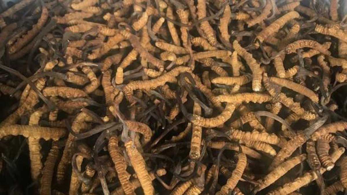 जलवायु परिवर्तनको प्रभावले यार्सागुम्बा उत्पादन घट्दै