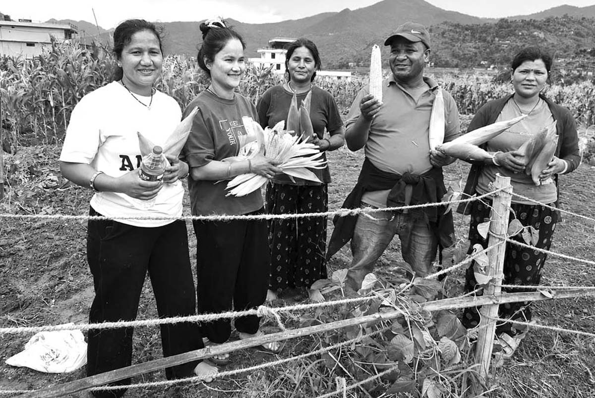 हातेमालो सहकारीद्वारा २० रोपनी जमिनमा व्यावसायिक मकै खेती, फस्टाए पछि उत्साहित