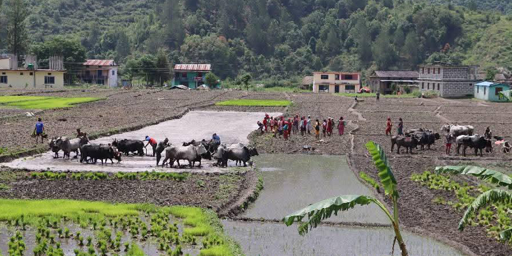 जोरायले बासमती धानले पाउँदैछ लोकप्रियता
