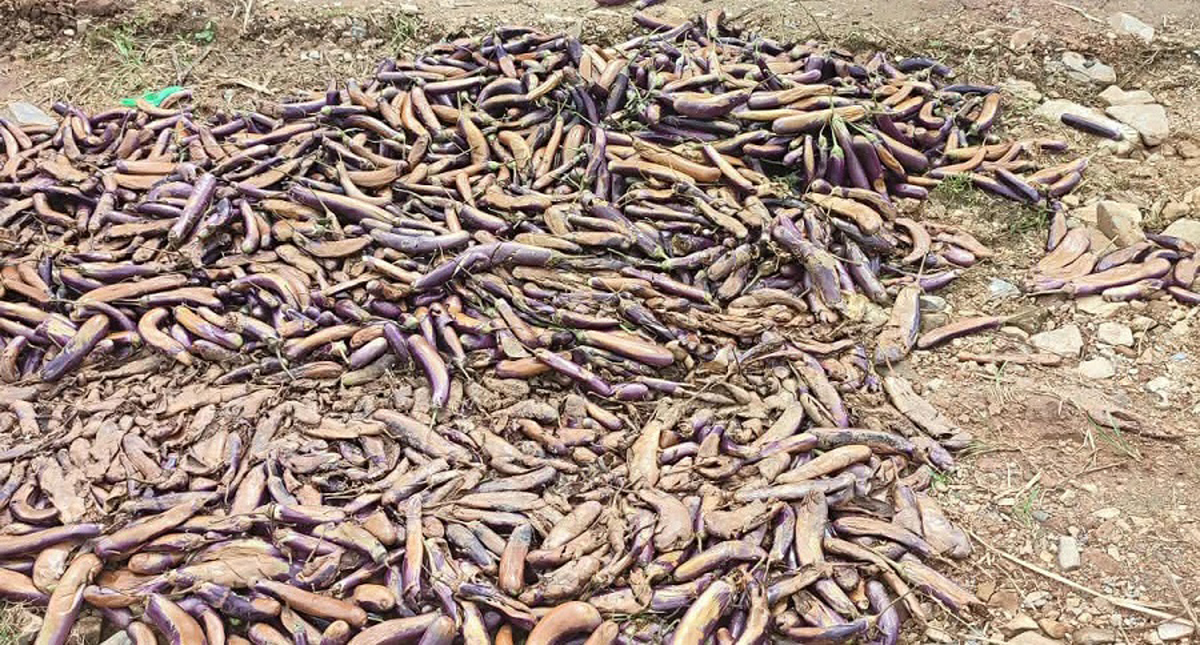 मूल्य नपाउँदा किसान आक्रोशित, सडकमै भण्टा र बोडी फालेर विरोध