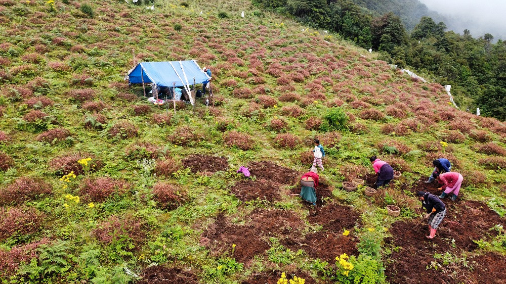 ओखलढुंगाको लेकाली भेगमा फल्ने ‘बुङ आलु’ खन्न सुरु,  आम्दानीको स्रोत बन्दै