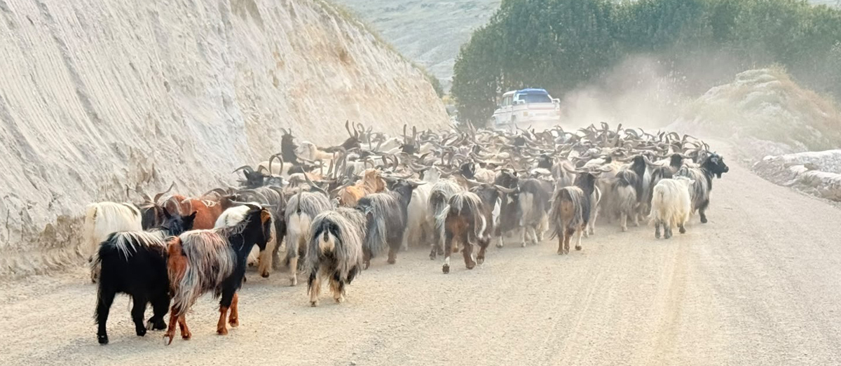 चाडपर्वका लागि कोरला नाकाबाट भित्रिए ४१९ भेडाच्याङ्ग्रा