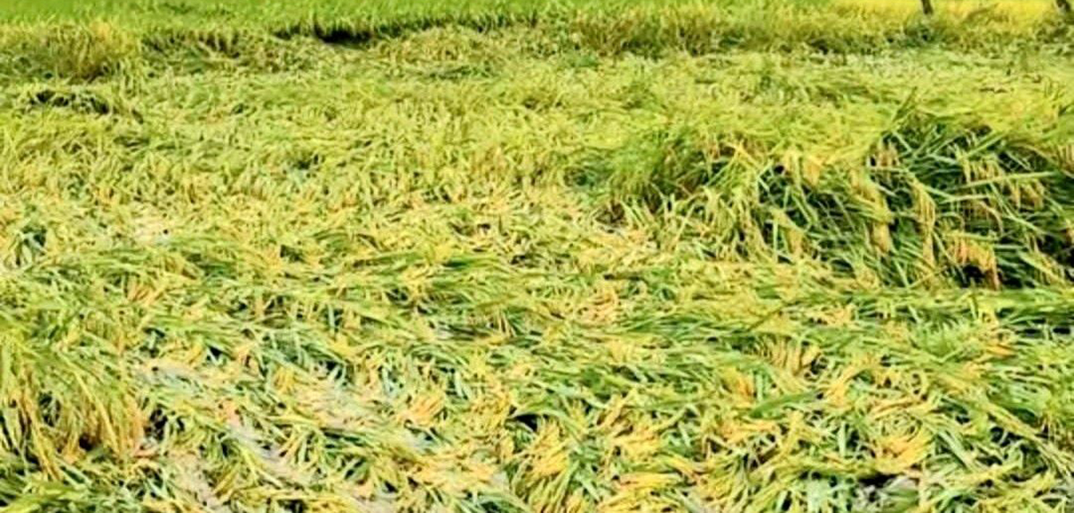 अविरल वर्षा र हावाहुरीले धानबालीमा ठूलो क्षति