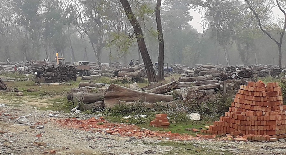 कोशीमा ११ करोडभन्दा बढीको काठ बिक्री नभई थन्कियो, पुरानो काठको गुणस्तरसमेत घट्दै