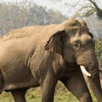 मानव-हात्ती सहअस्तित्व र द्वन्द्व व्यवस्थापनका लागि एनटीएनसी र थाइल्यान्डको सेभ एलिफेन्ट फाउन्डेसनबीच सम्झौता