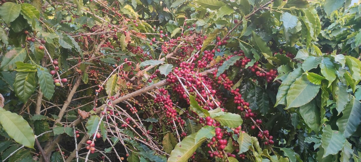 काभ्रेमा कफीको व्यावसायिक विस्तार, बढ्दै आर्थिक सम्भावना